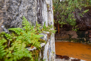 fauna at the azores island