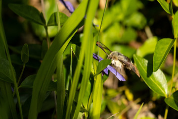 Nature