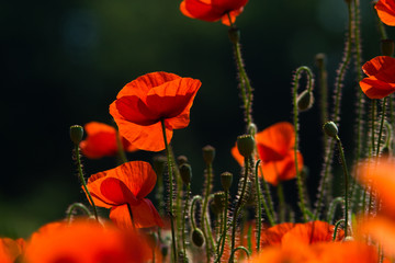 poppy field at back lit