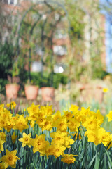 View of beautiful yellow daffodils blooming in the spring garden on a sunny day.