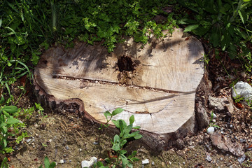 Old sick tree cut stump growth rings park forest woods maintenance