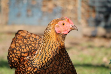 Free-living chicken American Wyandots
