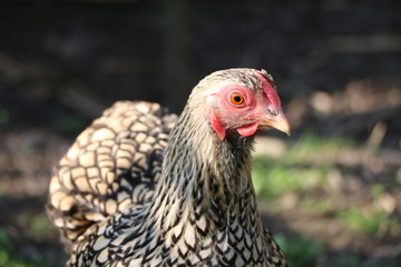 Free-living chicken American Wyandots
