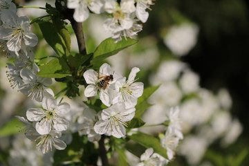 Obraz na płótnie Canvas Bee at Williams Christ pear tree in spring, Germany