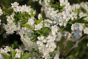 Blooming Williams Christ pear tree