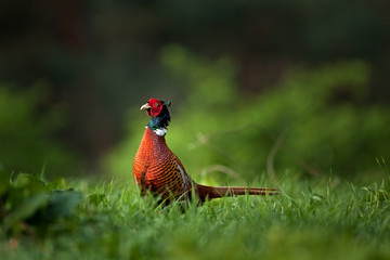 common pheasant, phasianus colchicus, spring, Czech Republic