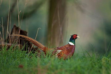 common pheasant, phasianus colchicus, spring, Czech Republic