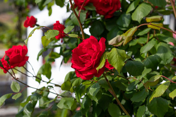 Red beautiful flowers of roses on a bush in the garden