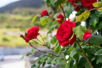 Red fresh flowers of roses on a bush in the garden against the backdrop of a mountain slope