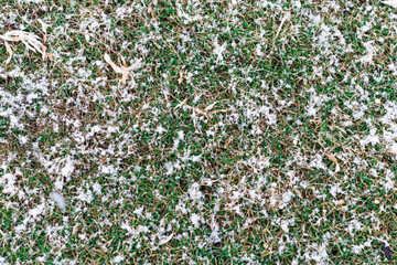 grasssnowtexture