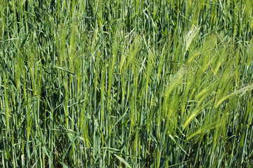 Lush green grass in meadow