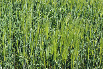 Lush green grass in meadow