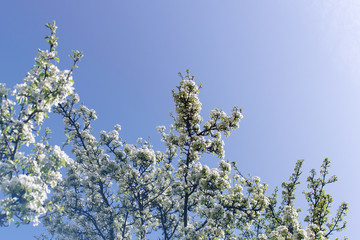 Apple tree in blossom