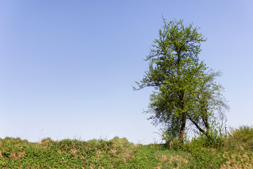 Lonely tree with clear blue skies