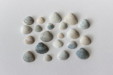 Neatly arranged seashells on white background