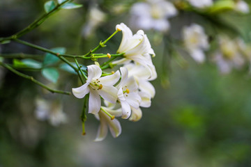 Parijatham flower. Asclepias acida white flower