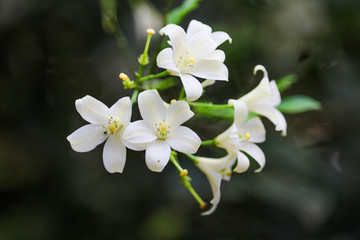 Parijatham flower. Asclepias acida white flower