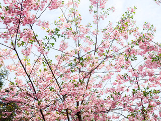 Cherry blossom in full bloom. Cherry flowers in small clusters on a cherry tree branch, fading in to white. Shallow depth of field. Focus on center flower cluster.