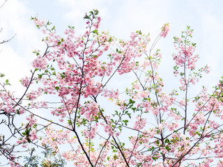 Cherry blossom in full bloom. Cherry flowers in small clusters on a cherry tree branch, fading in to white. Shallow depth of field. Focus on center flower cluster.