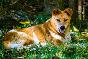 Kerala Dog resting on grass 