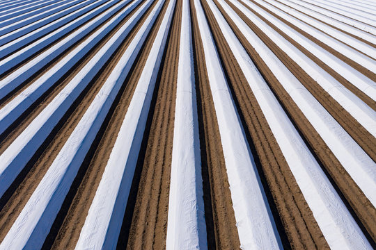 Germany, Hesse, Aerial view of asparagus field with white plane