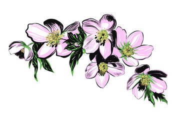 Hand drawn, vector cherry blossom.