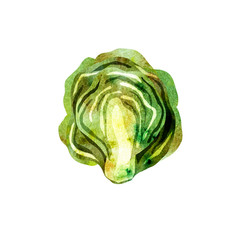 Obraz premium illustration with iceberg cabbage