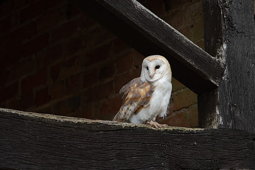 A barn owl perched on an old oak beam looking alert to the left into copy space