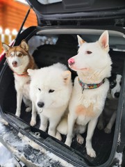dogs in the car