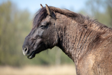 Close up portrait of konik horse © Edwin Butter
