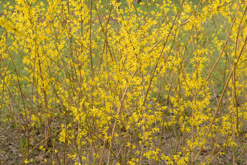 Obraz na płótnie Canvas Yellow forsythia flowers.