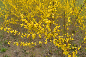 Yellow forsythia flowers.