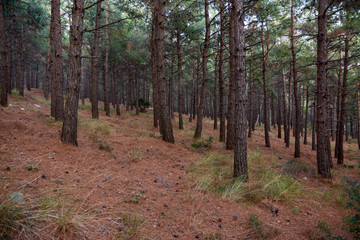 path in the forest