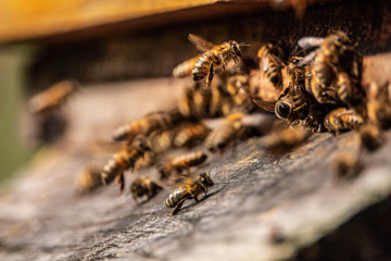 Bienenvolk