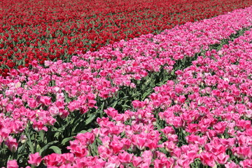 Scenic view of tulip field in North Holland, Netherlands
