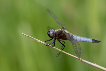 Close up of dragonfly sitting on stem