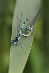 Close up of mating damselflies sitting on green leaf