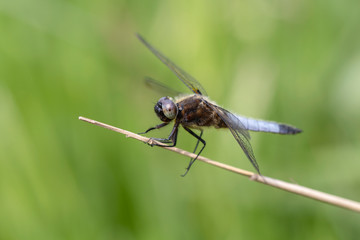 Close up of dragonfly sitting on stem