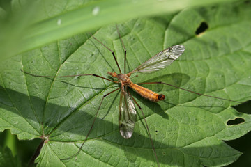 Close up of a Crane fly sitting on green leaf