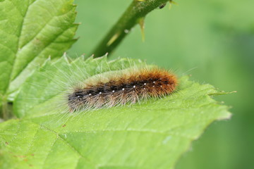 Close up of caterpillar on green leaf