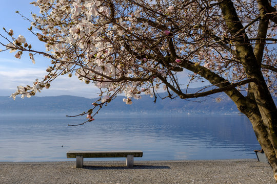 Italy, Piedmont, Lake Maggiore, Verbania, Pallanza, bench at waterfront promenade