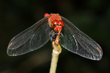 Close up of red dragonfly sitting on branch