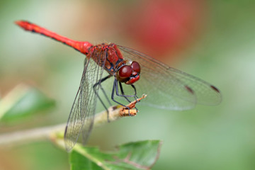 Close up of red dragonfly sitting on branch