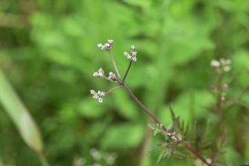 Torilis scabra / Rough hedge parsley