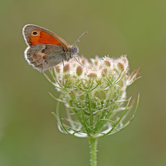 Close up of butterfly sitting on flower