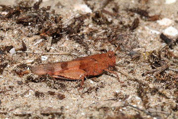 Close up of grasshopper sitting on ground