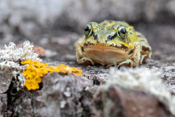 Close up of frog sitting on wooden log with moss