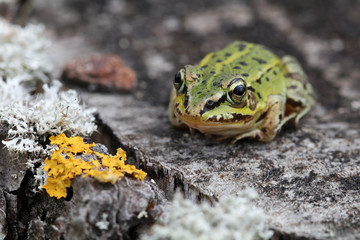 Close up of frog sitting on wooden log with moss