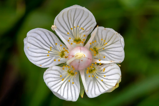 Close up of small Parnassia palustris white flower with pattern on petals