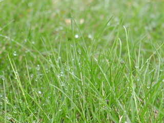 closeup of green grass